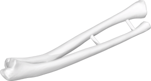 Anatomical Model of the Forearm